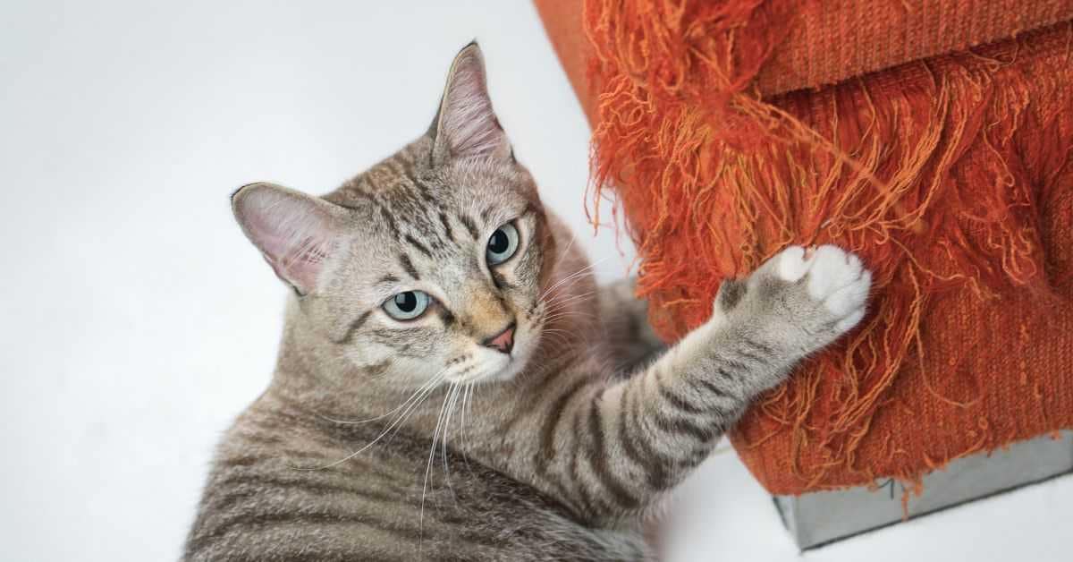 Deep Scratches Dealing with Deep Scratches