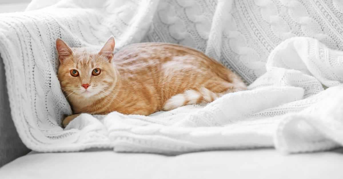 Preventive Measures Preventive Measures