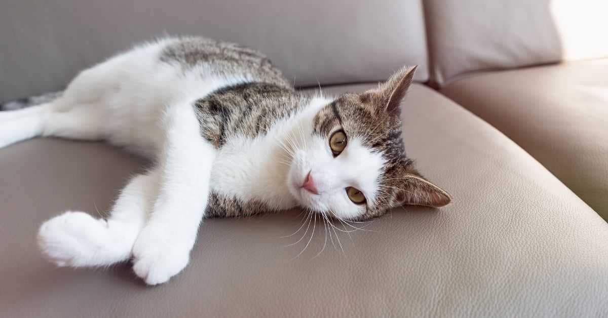 Understanding Cat Scratches Understanding Cat Scratches on Leather Couch